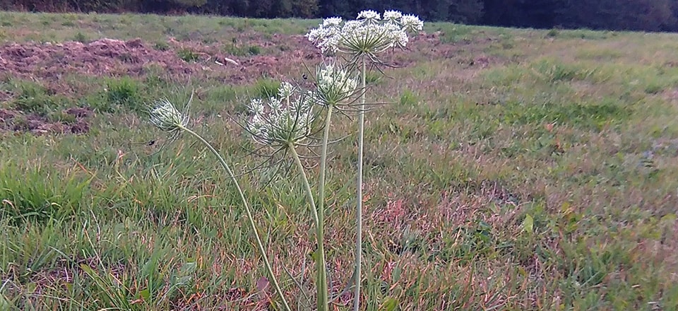 Ekspert botanik PROW. Marchew zwyczajna Daucus carota – gatunek wskaźnikowy dla wariantu 4.4./5.4. Półnaturalne łąki świeże